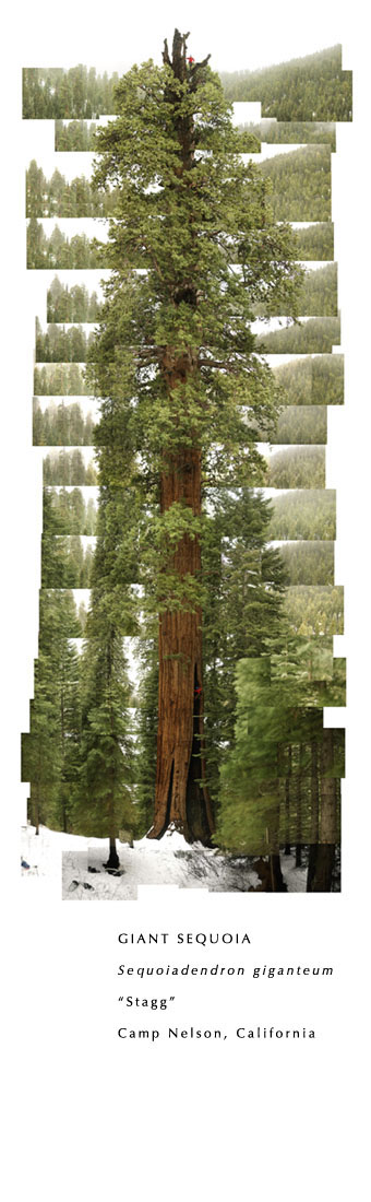 sequoia