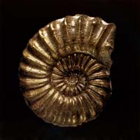 Ammonite