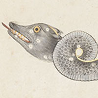 illustration